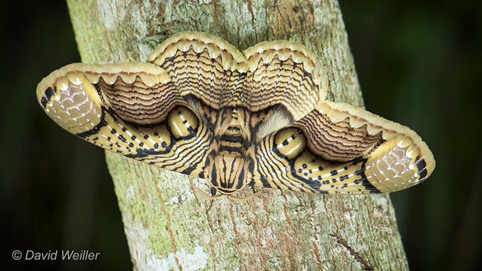 Wildlife Photographer Shares Mesmerizing Footage Of A Giant Brahmin Moth With Tiger Eye Wing Pattern