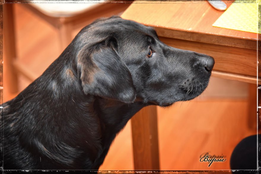Max, The Black Labrador.