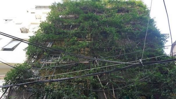 A Five-Storey House Into A Vertical Garden In Hanoi, Vietnam A Five-Storey House Into A Vertical Garden In Hanoi, Vietnam