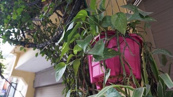 A Five-Storey House Into A Vertical Garden In Hanoi, Vietnam A Five-Storey House Into A Vertical Garden In Hanoi, Vietnam