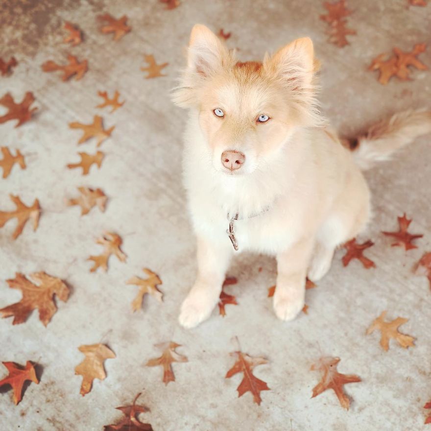 Magical Creature? Fox Dog!