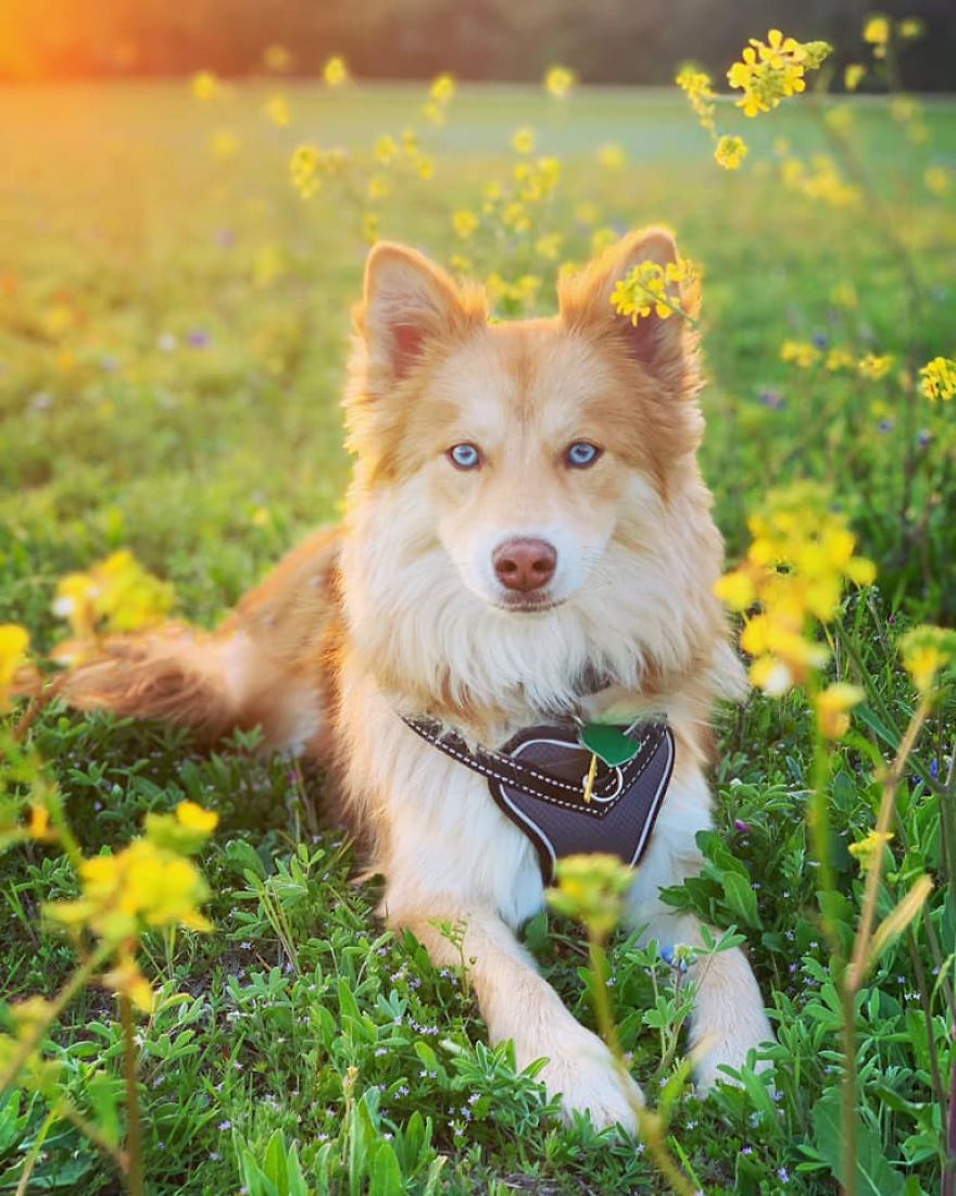 Magical Creature? Fox Dog!