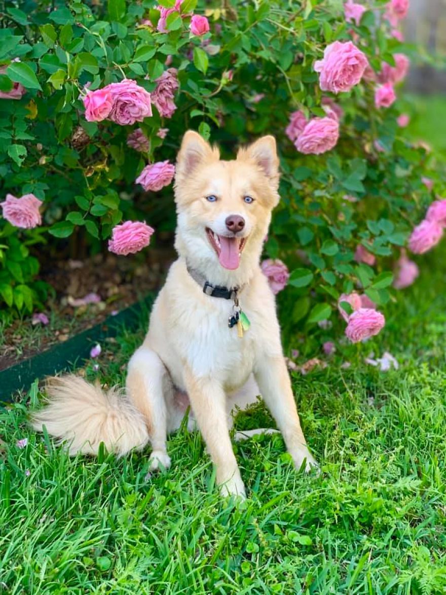 Magical Creature? Fox Dog!