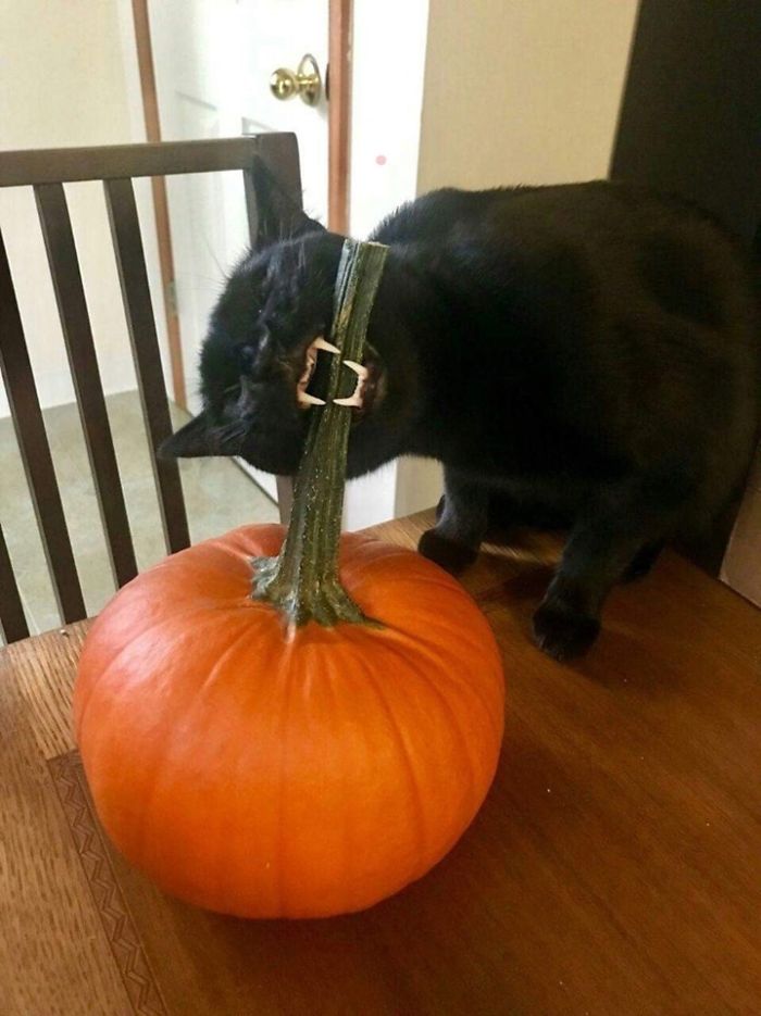 I Choose This Pumpkin