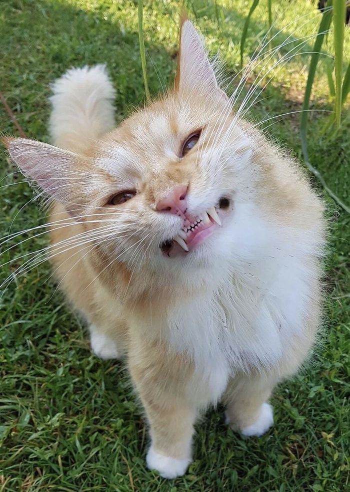 Vicious Lion Snarls As He Shows His Massive Set Of Teefies To The Helpless Prey
