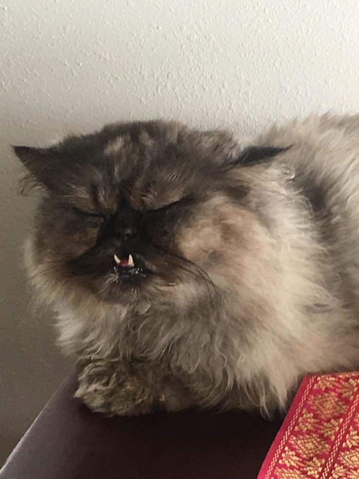 My Dad Sent Me This "Very Ugly But So So Sweet" Kitty From His Airbnb In Hawaii. Her Name Is Agnes