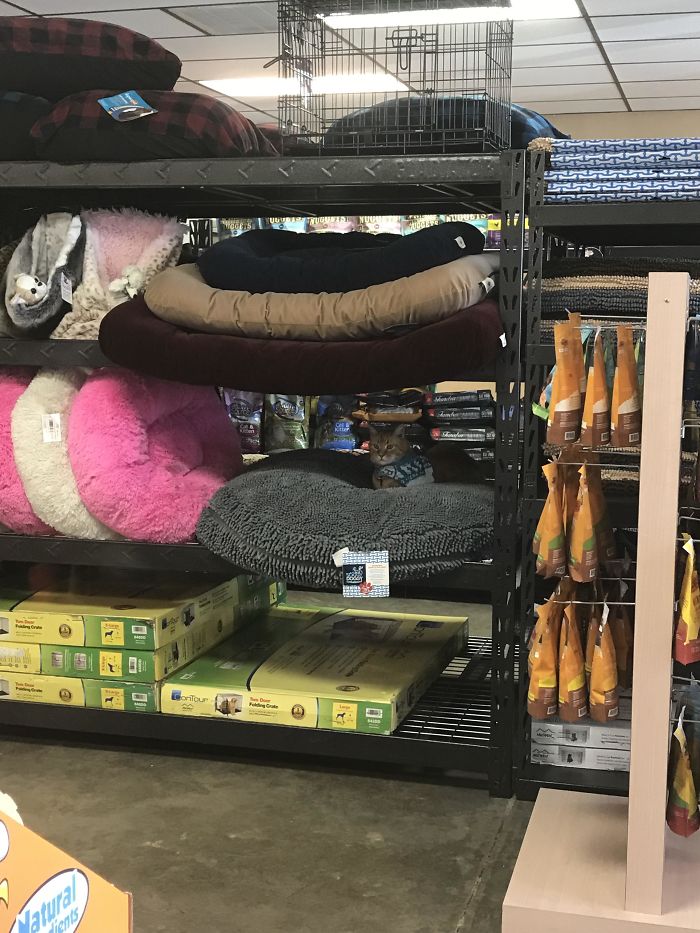 My Store Kitty Stealing Dog Beds That Haven’t Even Been Purchased Yet