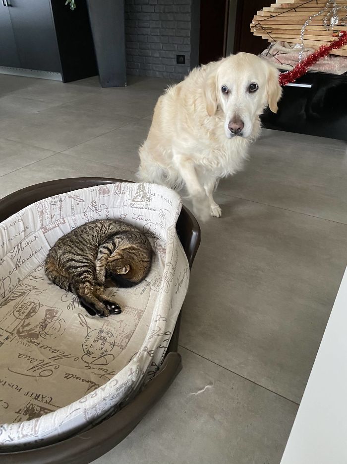 I Captured My Dog Crying For Help Every Time My Tiny Old Cat Steals Her Bed. She’ll Sleep On The Floor Rather Than Steal It Back