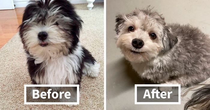 30 Times Quarantined People Tried Grooming Their Dogs And Realized What The Professionals Are For
