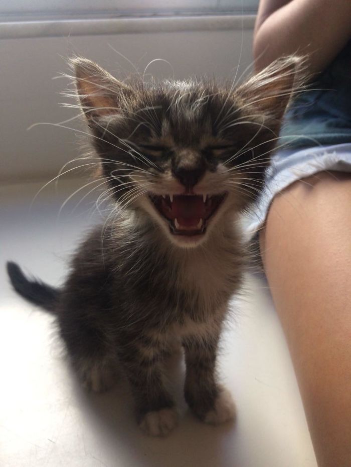 Happy Kitten
