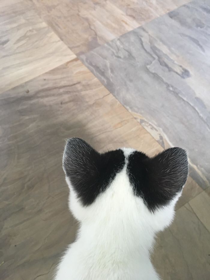 Mi gato tiene corazones tras las orejas