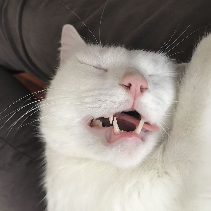 My Neighbours Cat, Rufus, Likes To Nap At My House, Teefies Out And All