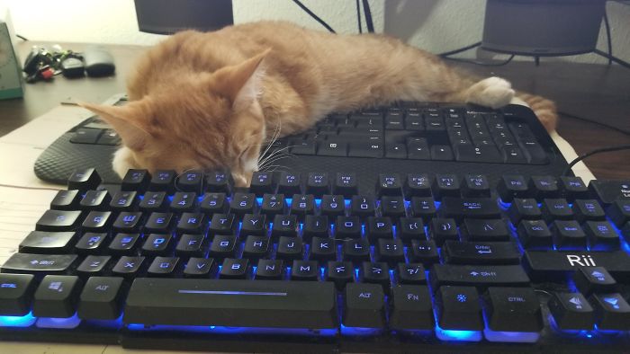 Le he puesto su propio teclado para poder trabajar