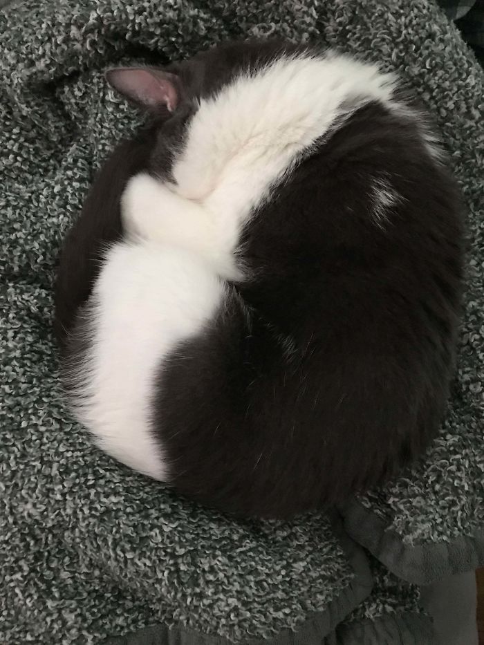 The Way My Cat’s Fur Lines Up When He’s Asleep