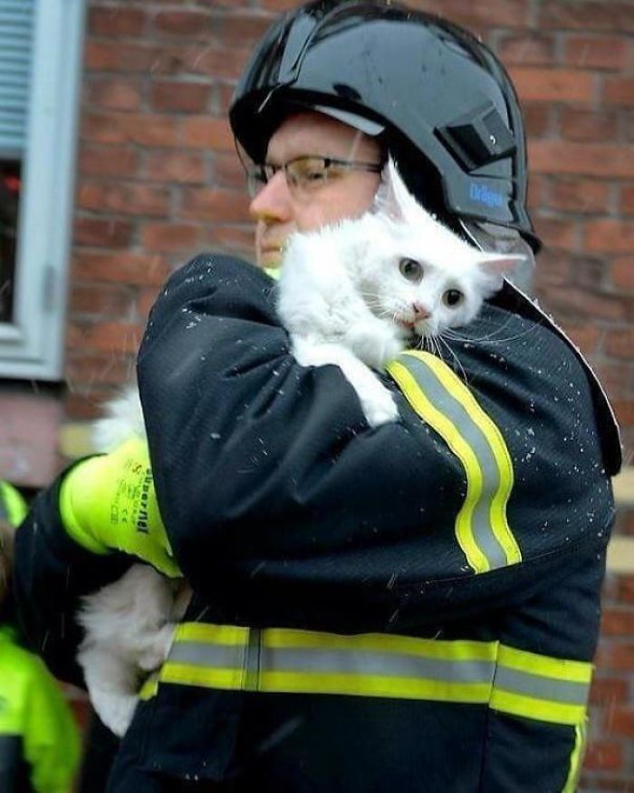 Bombero rescatando a un gato