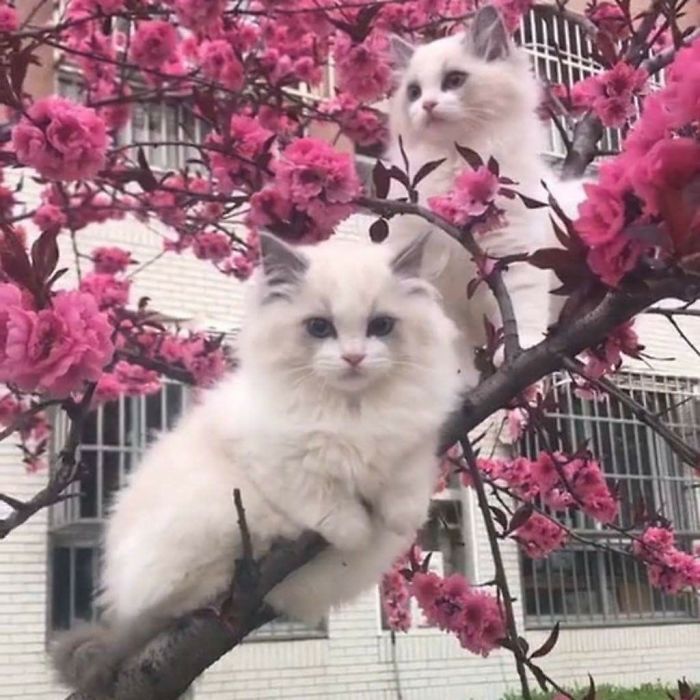 Two Cats Sitting In A Sakura Tree 💕
