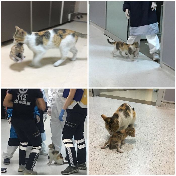 In Istanbul, A Stray Cat Mom Took Her Baby To The Er. Doctors And Paramedics Helped The Baby And Took Them To A Vet.