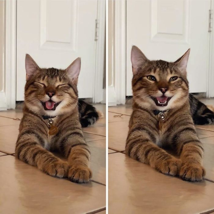 My Cat Looks Like He Just Told His Favorite Joke And He’s So Proud Of Himself