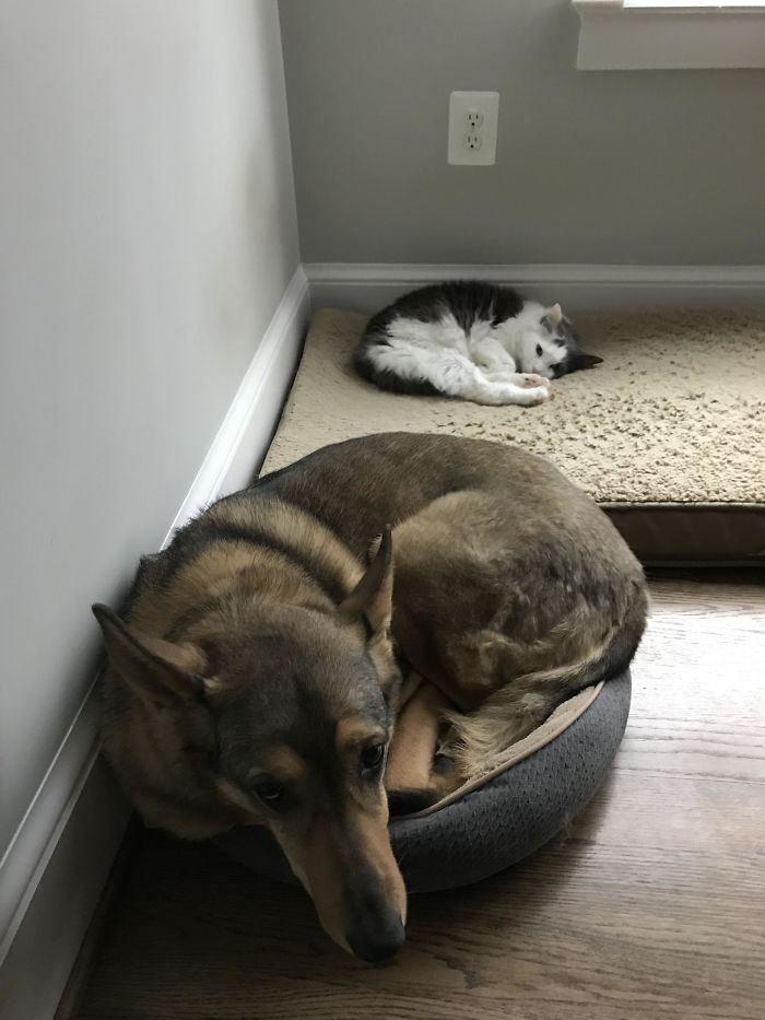 The Cat Is The Alpha In This House
