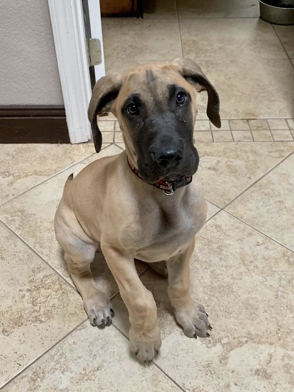 This Is Buck, A 10-Week-Old Great Dane Pup. He Has Now Mastered The Sit Command And Is Now Part Of The Good Boy Club