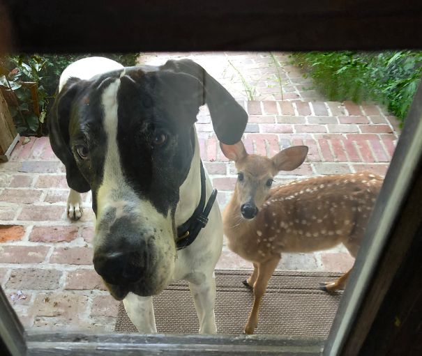 Looking Out The Front Door. "I Made A New Friend, Please Can I Keep Him?"