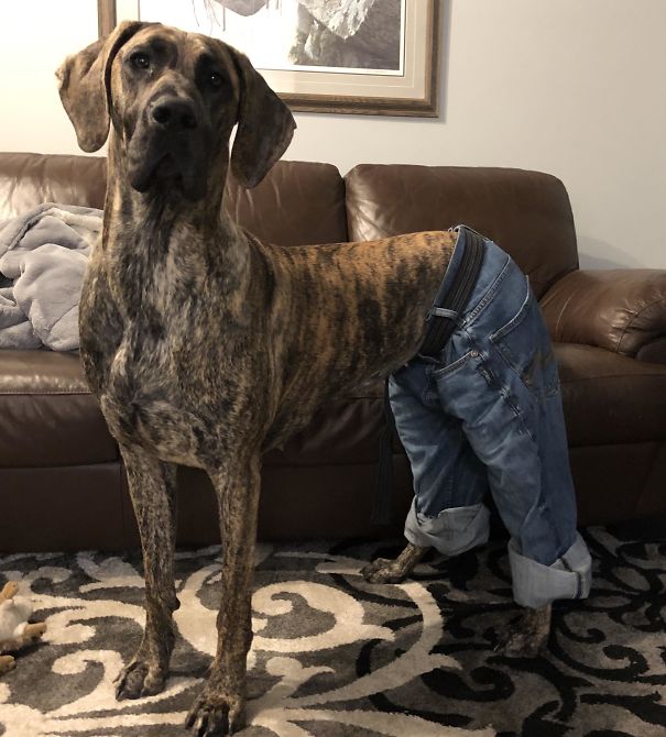 Just A Dane In Jeans