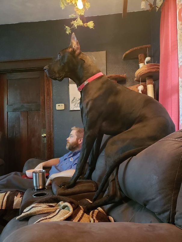 Here's How One Of My Great Dane Pupper, Vader Watches TV With Me