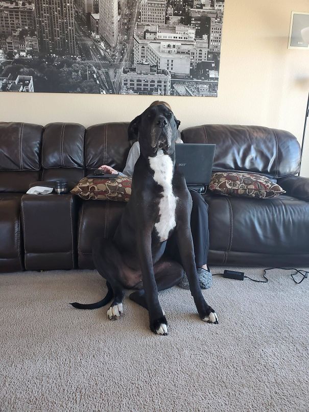 Taking A Picture Of My Wife, And Then... Great Dane Problems