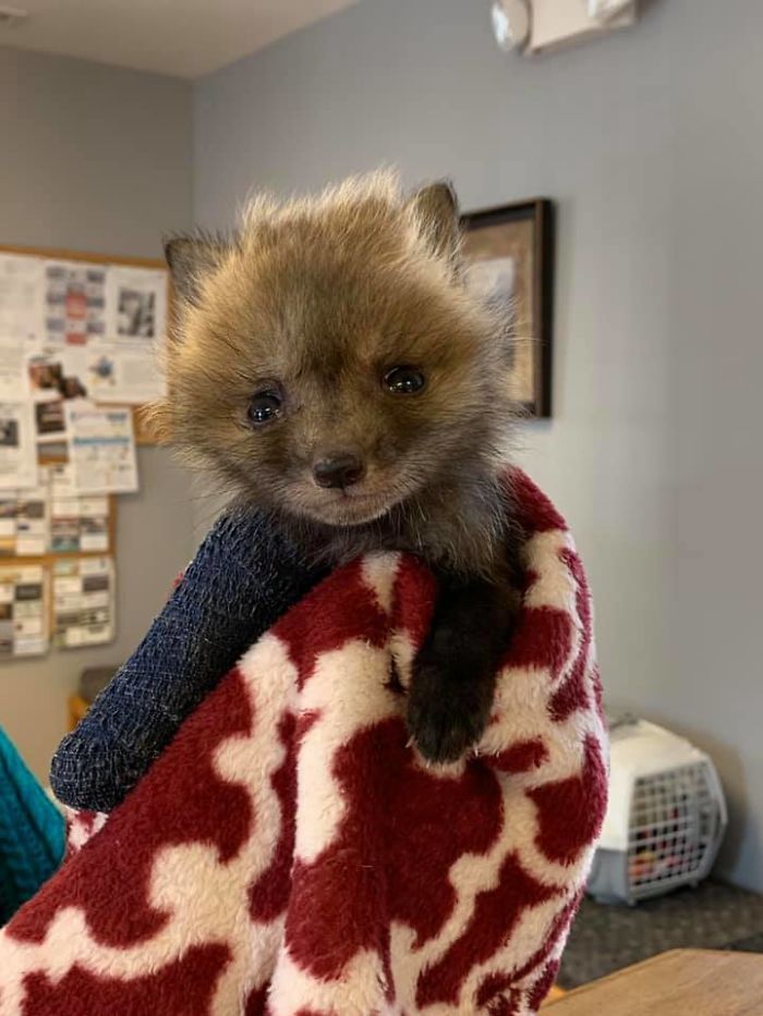 Baby Fox With A Broken Leg Gets Rescued And Visits The Vet For His Cast