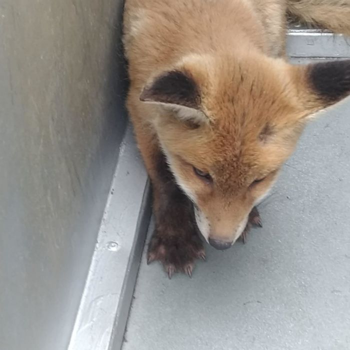 My Dog's Trainer Rescued This Baby Fox, Maybe I'll Adopt It After Learning A Bit About Them