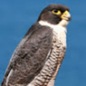 olivermiller-smith avatar