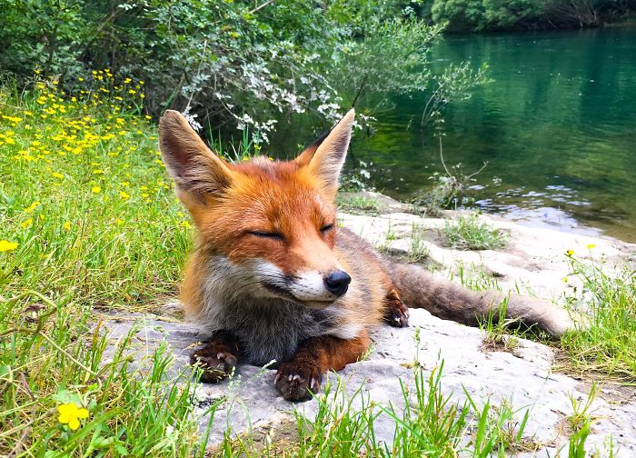 Went Kayaking Down A River And This Little Guy Joined Us When We Stopped For Lunch! Who Knew Foxes Were So Friendly
