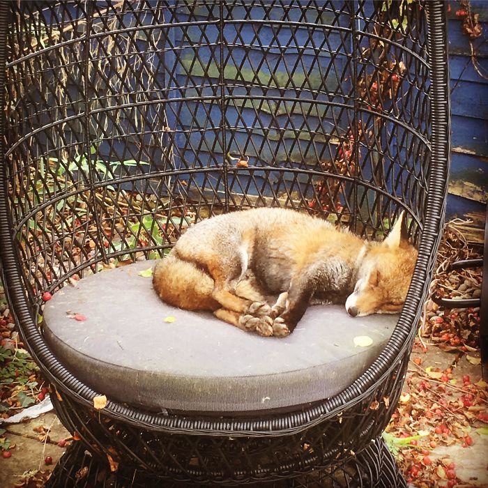 Caught This Fox Napping In My Garden
