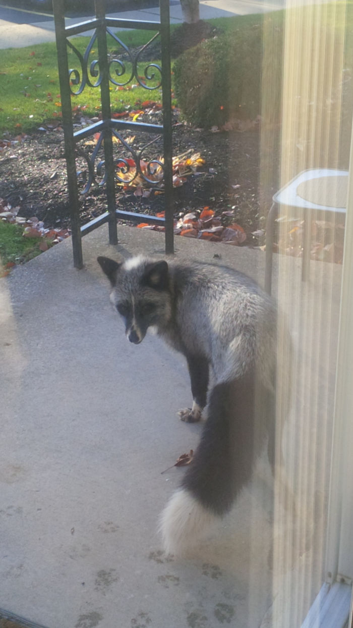 Rare 'Silver Fox' At My House Today