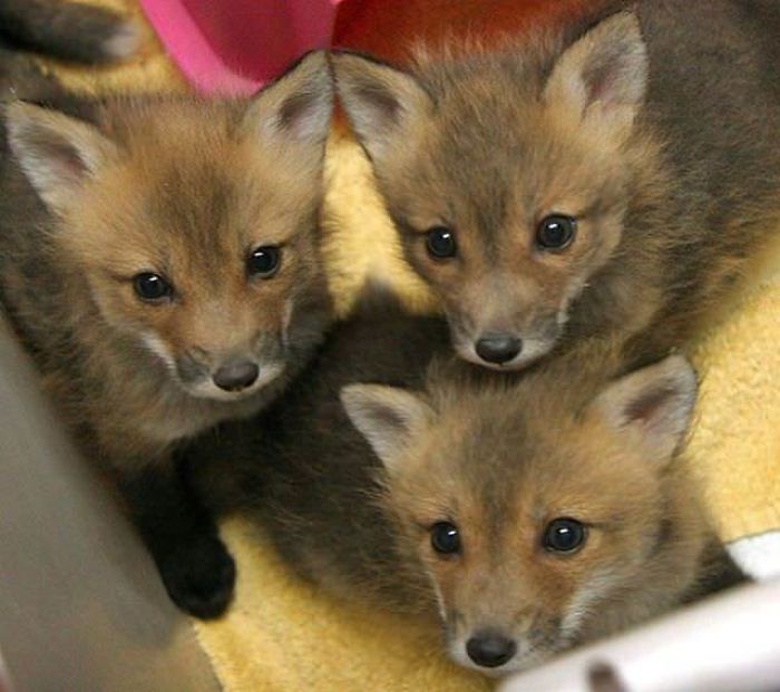 Little Fox Trio