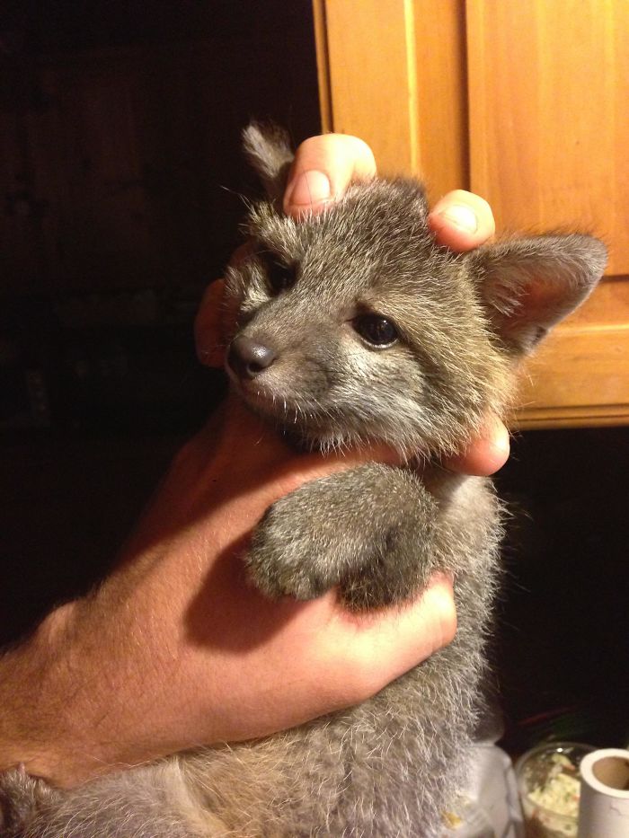 Babysitting A Baby Grey Fox. Named Oscar. What More Do You People Want