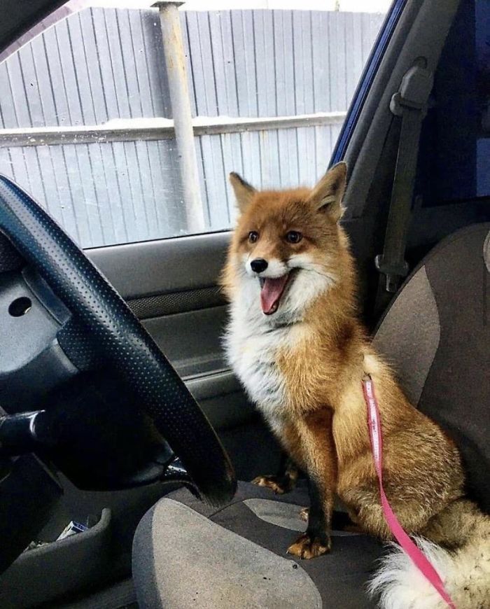 When Your Too Hungover To Drive So Your Fox Got Your Back