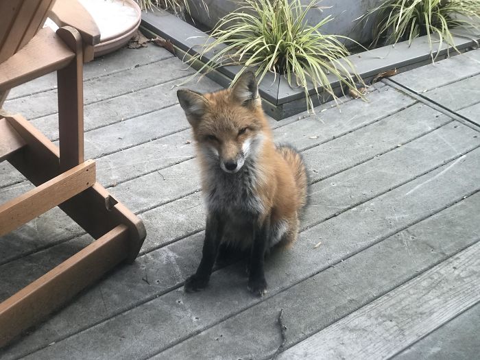 Our Furry Backyard Friend
