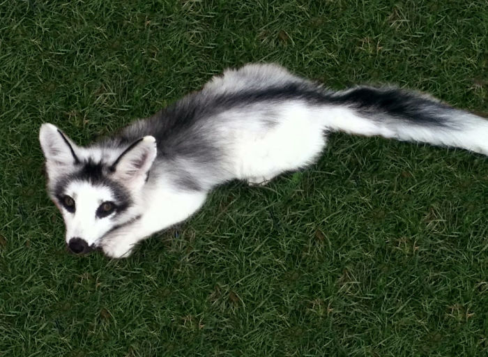 The Adorable Canadian Marble Fox