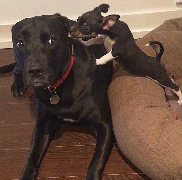 Not Sure How My Dog Feels About Her New Foster Sister