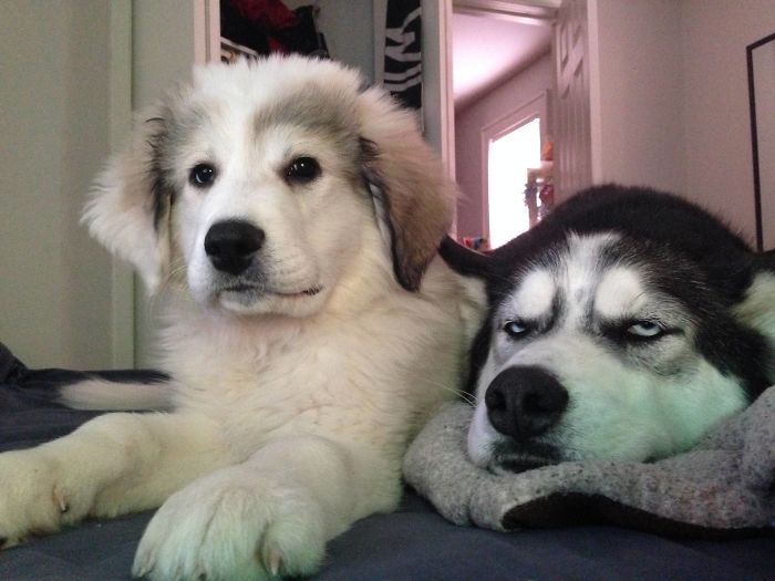 I Really Love Dogs