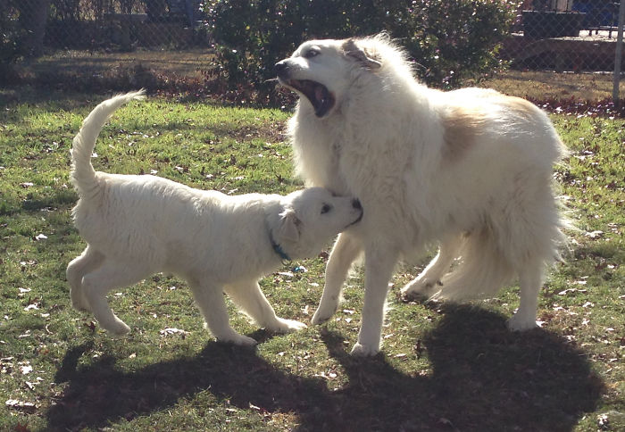 My Six Year Old Pyr Milo And His New Baby Brother Rumi