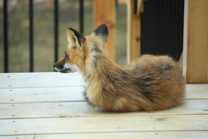 Little Fox Resting On Our Back Deck