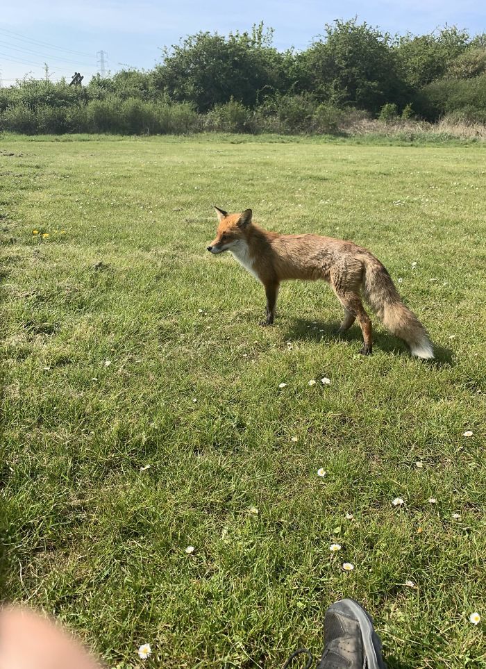 Today I Met This Gorgeous Fox