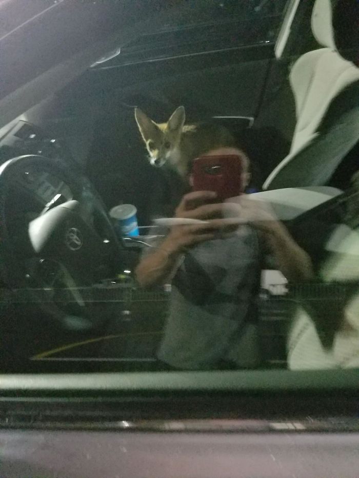 My Bil Had This Little One Sneak In His Car While Out Delivering Pizzas