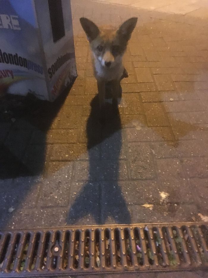 Young Fox, Wanted A Stroke After I Fed Him Some Apples