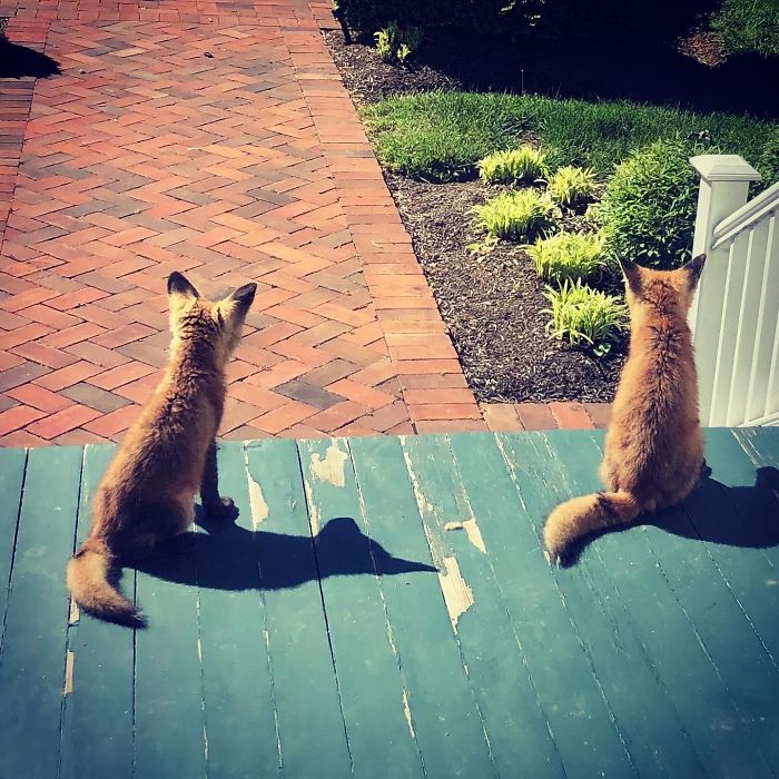 Fox Cubs On My Front Porch