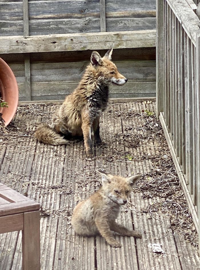 Our Back Deck Fox Now Has A Foxlet