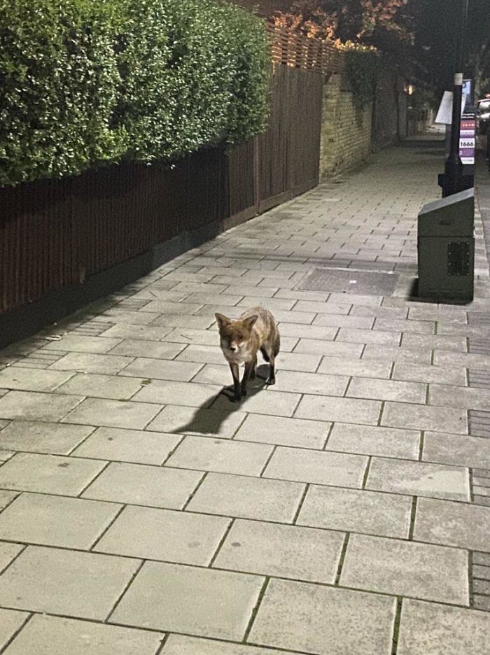 Greeted By The Neighborhood Crack Fox On My Way Home From Work