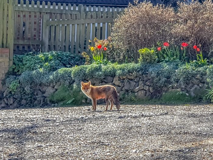 Pretty Fox At My Work Today